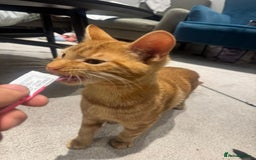 American Shorthair cats for sale: Ginger female - American shorthair - Advert 6