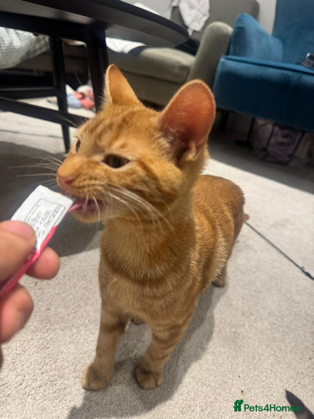 American Shorthair cats for sale: Ginger female - American shorthair - Advert 6