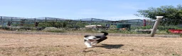Border Collie dogs for sale: Long coated border collie puppies - Advert 22
