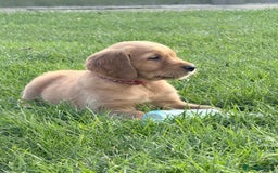 Golden Retriever dogs for sale: male golden retrievers  - Image 2