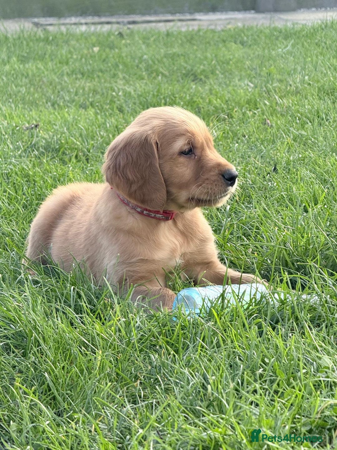 Golden Retriever dogs for sale: male golden retrievers  - Image 2