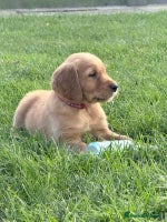 Golden Retriever dogs - Advert 11