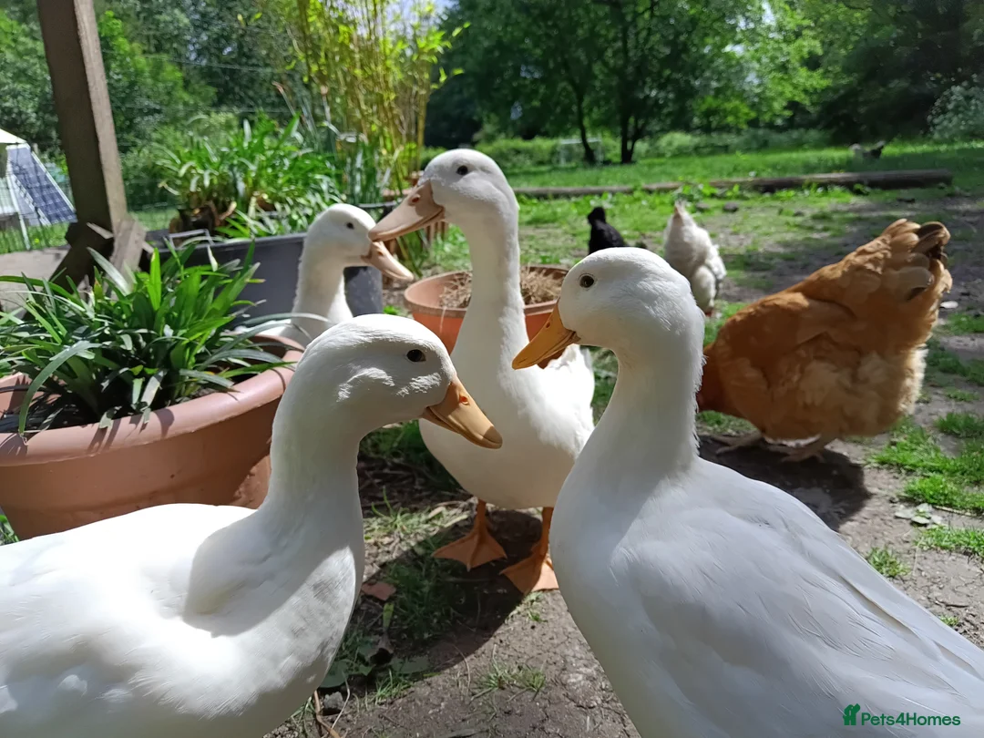Ducks poultry for sale: Ready for new home - Advert 1