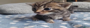 Domestic Shorthair 1
