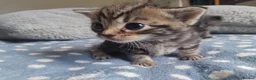 Domestic Shorthair cats for sale: kittens - Advert 5