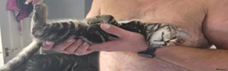 Mixed Breed cats for sale: Bengal cross boy with kitten bundle - Advert 10