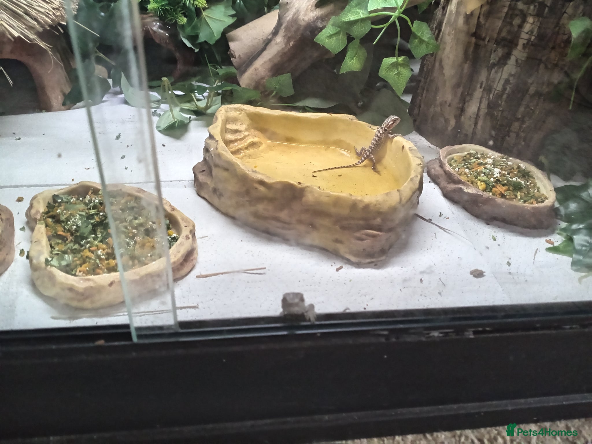 Bearded Dragon reptiles Babies bearded dragons  - Advert 1