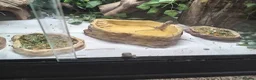 Bearded Dragon reptiles for sale: Babies bearded dragons  in Milton Keynes - Advert 1