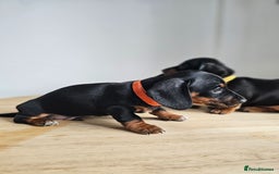 Miniature Dachshund dogs for sale: PRA CLEAR GORGEOUS MIN DACHSHUNDS  - Image 8