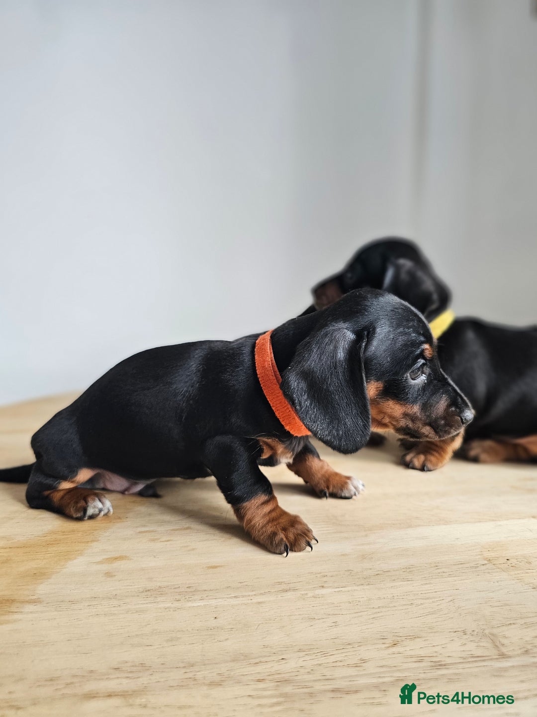 Miniature Dachshund dogs for sale: PRA CLEAR GORGEOUS MIN DACHSHUNDS  - Image 8