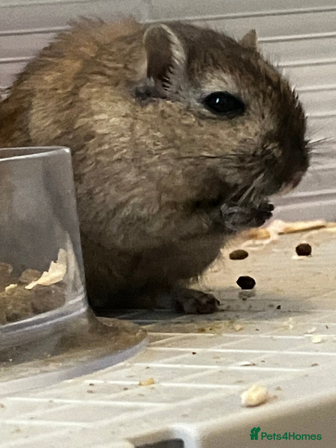 Gerbil rodents for sale: 2 female gerbils by blood sisters  - Advert 3
