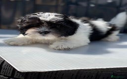 Havanese dogs for sale: Havanese bichon  - Image 2