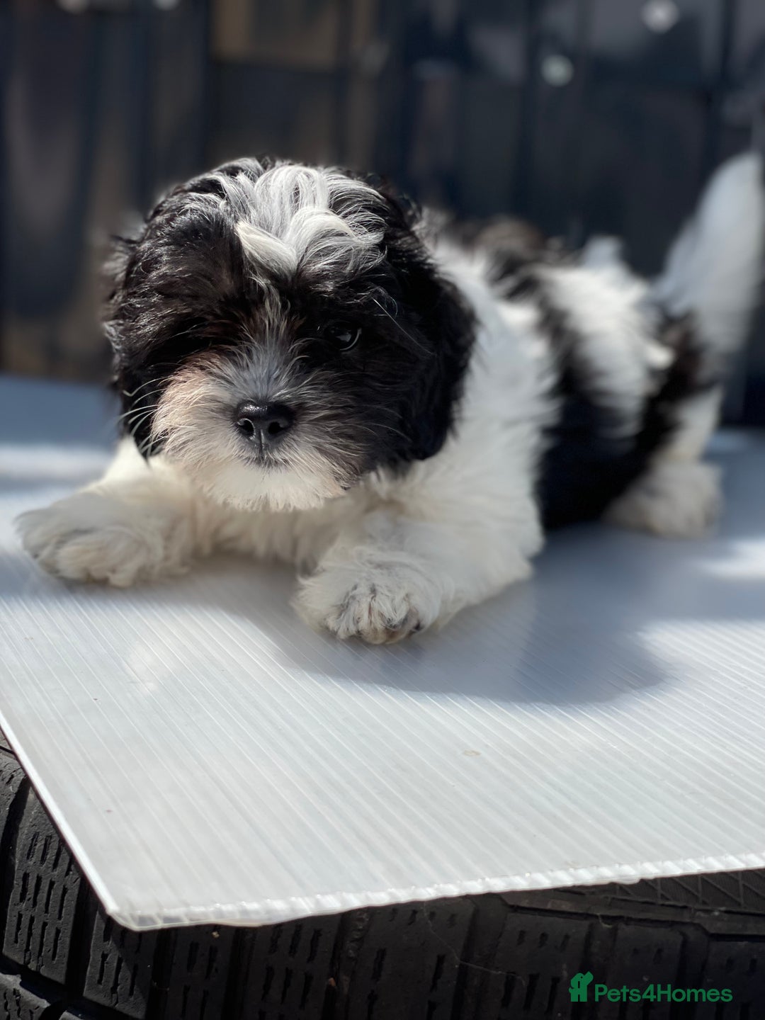 Havanese dogs for sale: Havanese bichon  - Image 2
