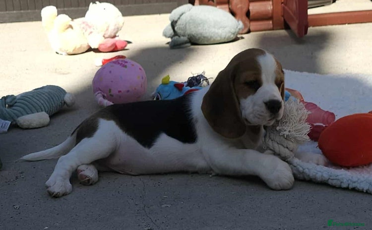 Beagle dogs - Advert 1