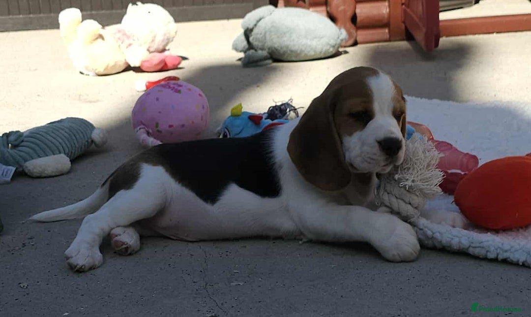 Beagle dogs for sale: Stunning KC Reg Beagle Pups - Ready Now - Image 1