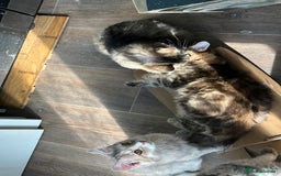 Kurilian Bobtail cats for sale: A new best friend for life - Image 6