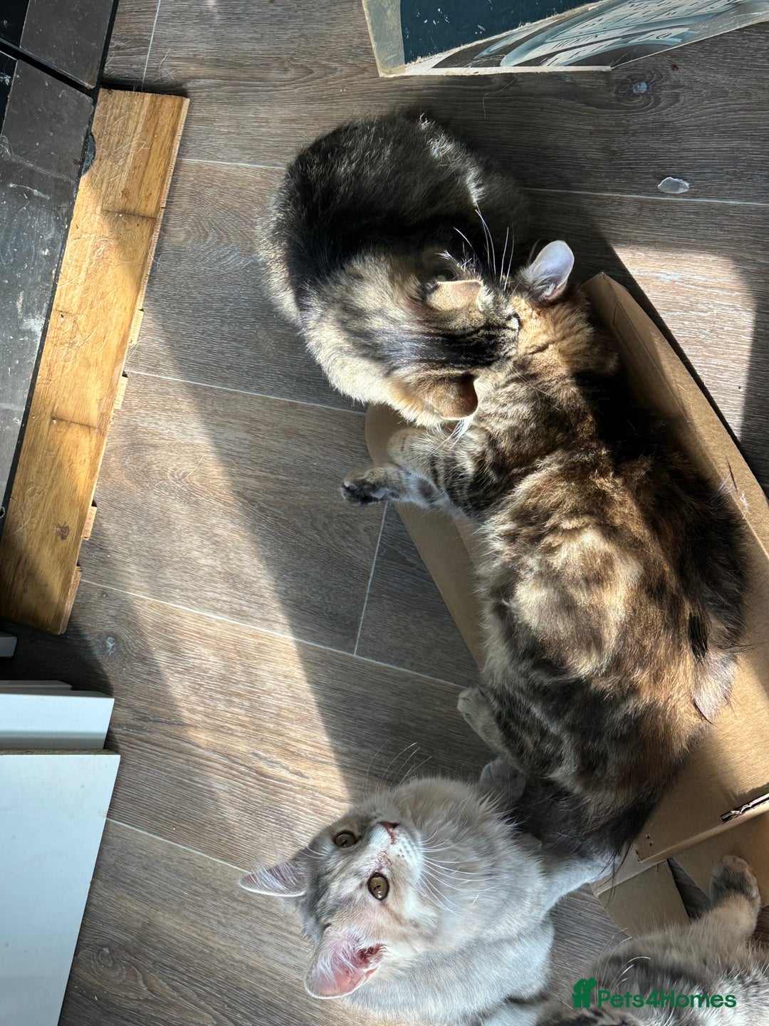 Kurilian Bobtail cats for sale: A new best friend for life - Image 6