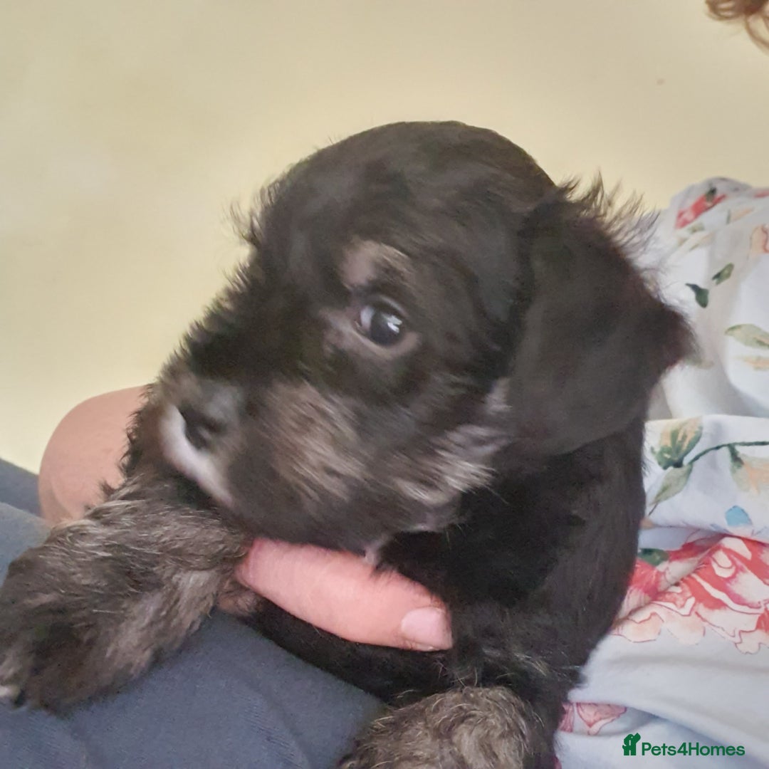 Mixed Breed dogs for sale: SCHNOODLE PUPPIES  - Image 6