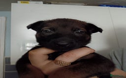 Belgian Shepherd Dog dogs for sale: Stunning Belgian Mali Pups - Image 24