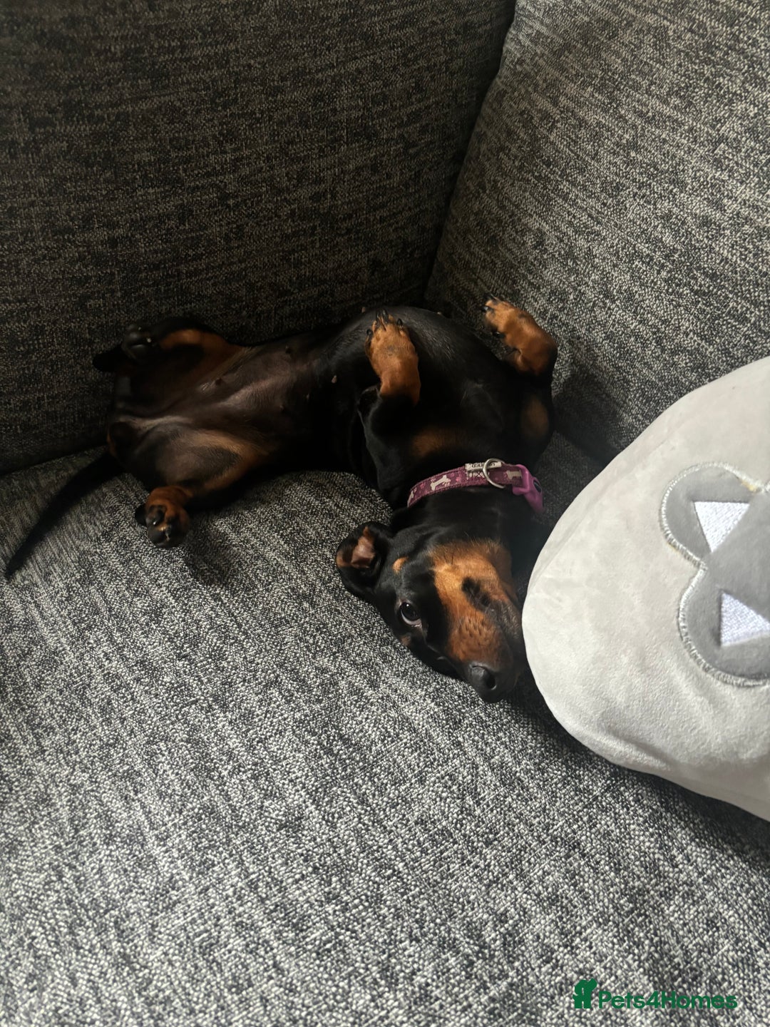 Miniature Dachshund dogs for sale: Spooky the miniature dachshund - Image 5