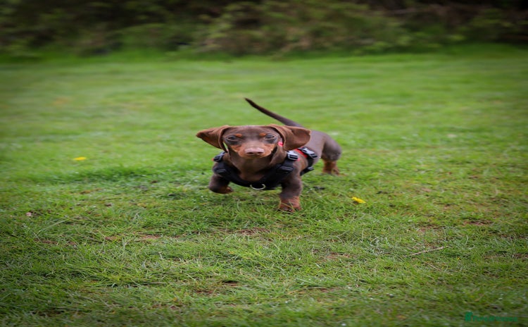Miniature Dachshund dogs - Advert 10