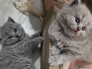 British Shorthair cats Beautiful GCCF register BSH and BLH - Advert 5