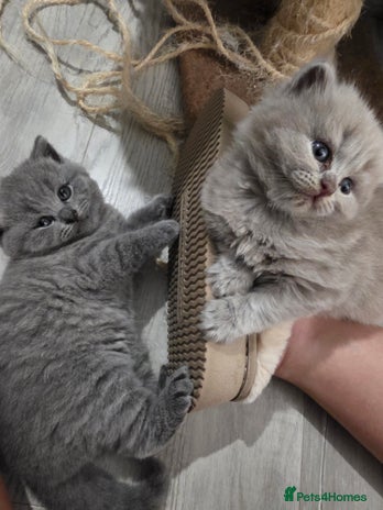 British Shorthair cats Beautiful GCCF register BSH and BLH - Advert 14