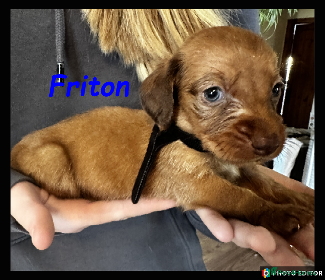 Dachshund dogs for sale: Beautiful Dachshunds ❤️❤️ - Advert 4