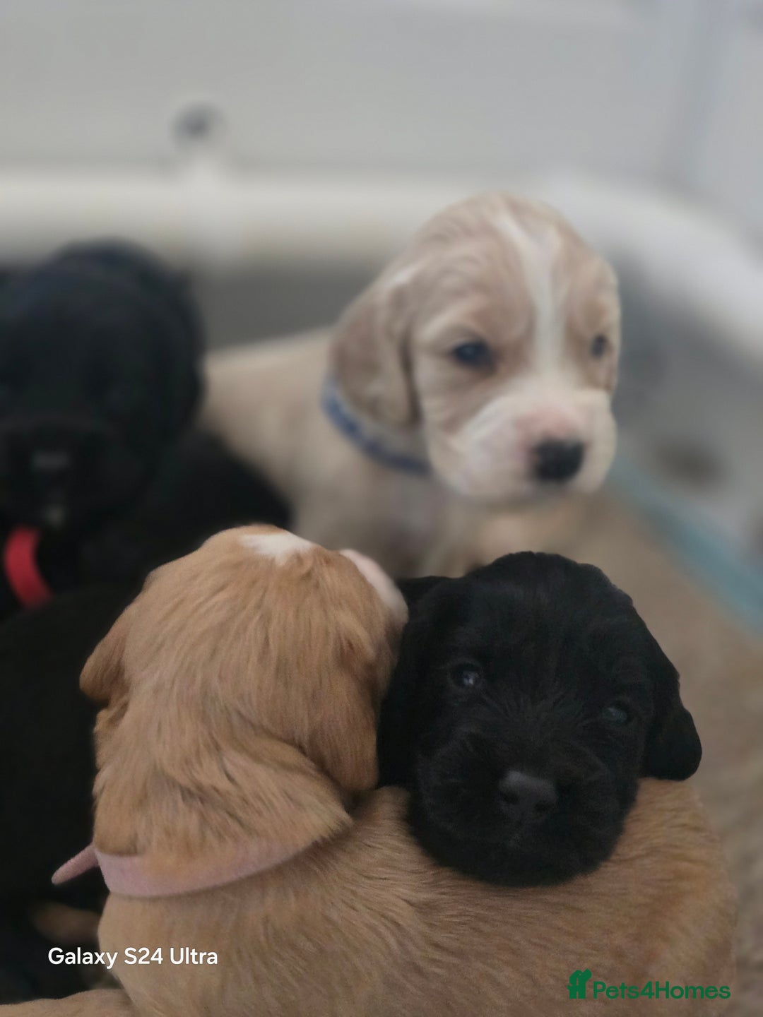 Cocker Spaniel dogs for sale: Cocker spaniel puppies 🐶  - Image 27