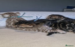Bengal cats for sale: Pedigree Health Tested TICA Bengal Kittens - Image 23
