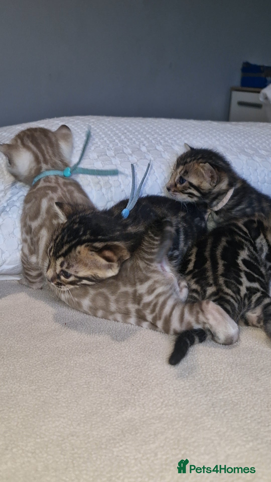 Bengal cats for sale: Pedigree Health Tested TICA Bengal Kittens - Image 23