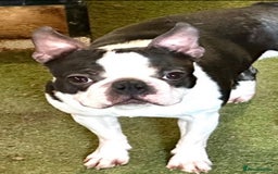 Boston Terrier dogs for sale: WILDAX Boston Terrier pups (2 girls left!) - Image 8