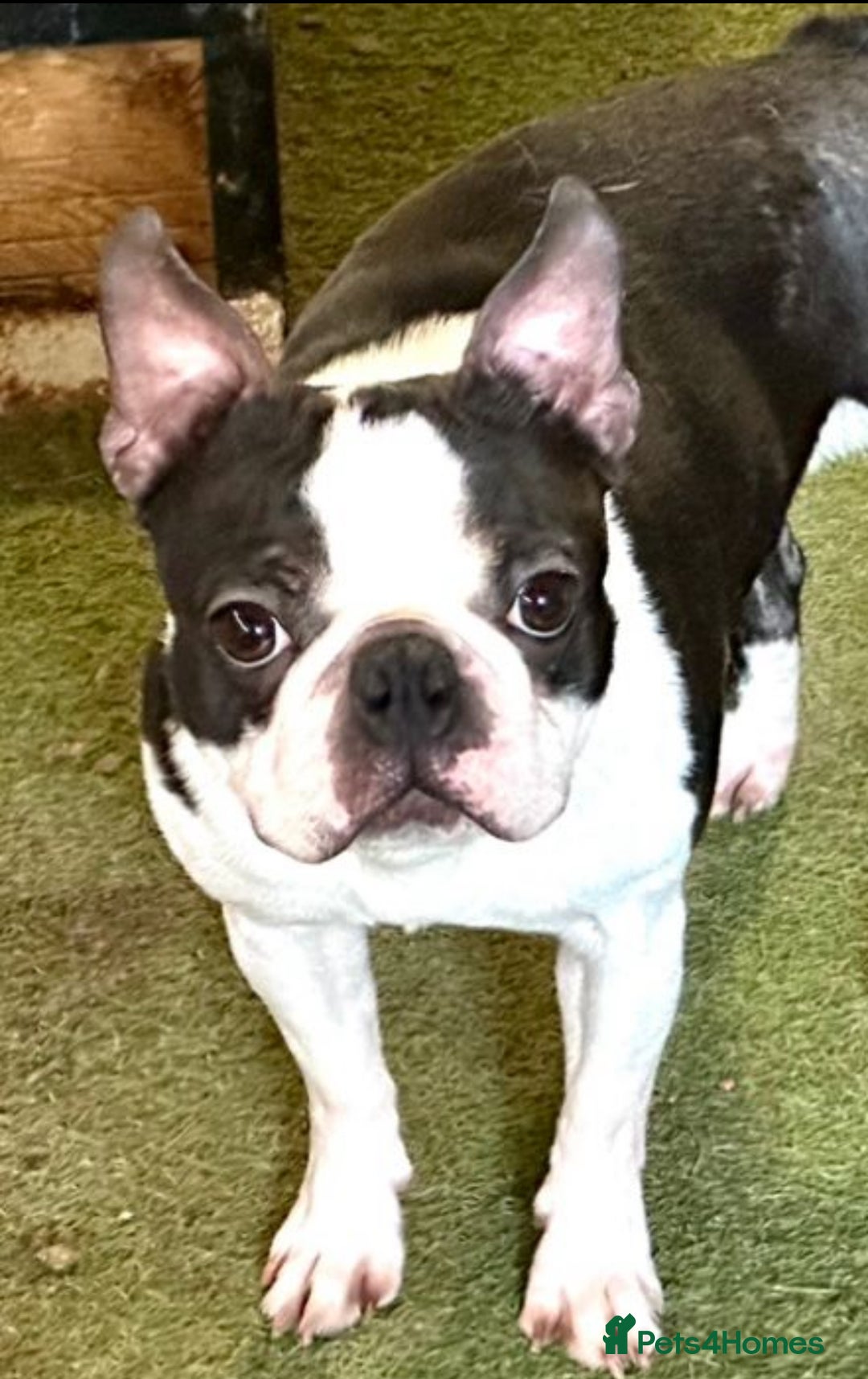 Boston Terrier dogs for sale: WILDAX Boston Terrier pups (2 girls left!) - Image 8