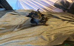 Miniature Dachshund dogs for sale: Miniature dachshunds for sale - ready to go now  - Image 3