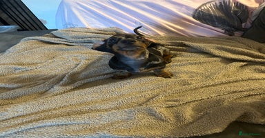 Miniature Dachshund dogs - Advert 3