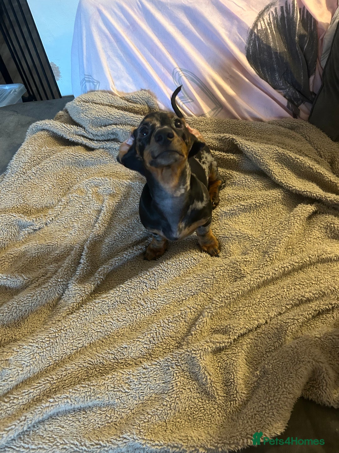 Miniature Dachshund dogs for sale: Miniature dachshunds for sale - ready to go now  - Image 3