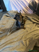 Miniature Dachshund dogs - Advert 9