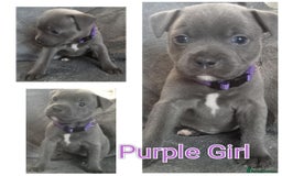 Staffordshire Bull Terrier dogs for sale: Blue Staffs Puppies - Image 5