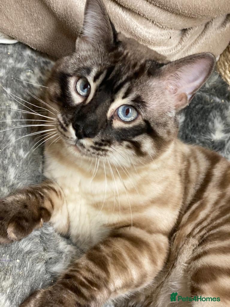 Bengal cats Fantastic Big Bengal Teddy 💪❤️ - Advert 10