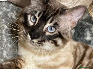 Bengal cats Fantastic Big Bengal Teddy 💪❤️ - Advert 1