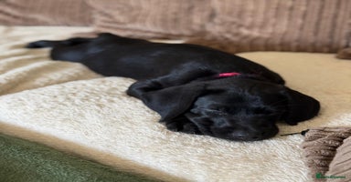 Mixed Breed dogs - Advert 2