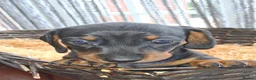 Miniature Dachshund dogs for sale: KC REG. PRA CLEAR - Advert 16