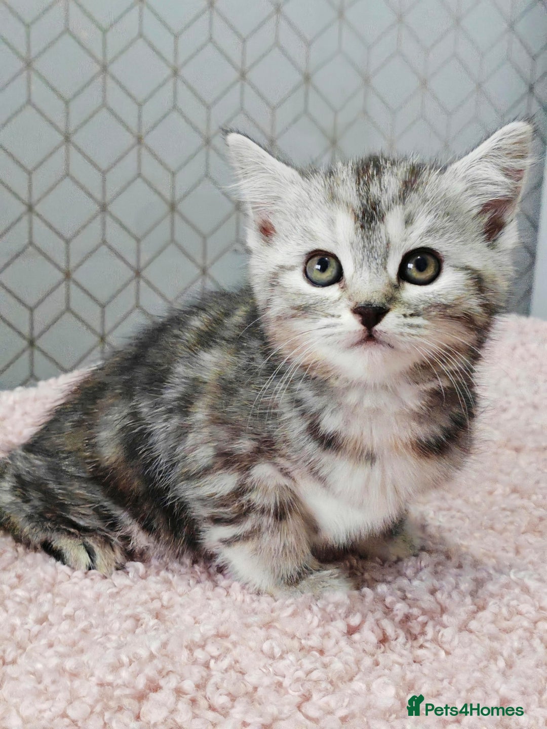 Mixed Breed cats for sale: British Shorthair Mix kittens - Ready Now - Advert 6