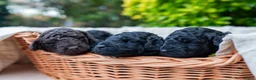 Miniature Poodle dogs for sale: Stunning Miniature Poodles from Proven Bloodlines - Advert 3