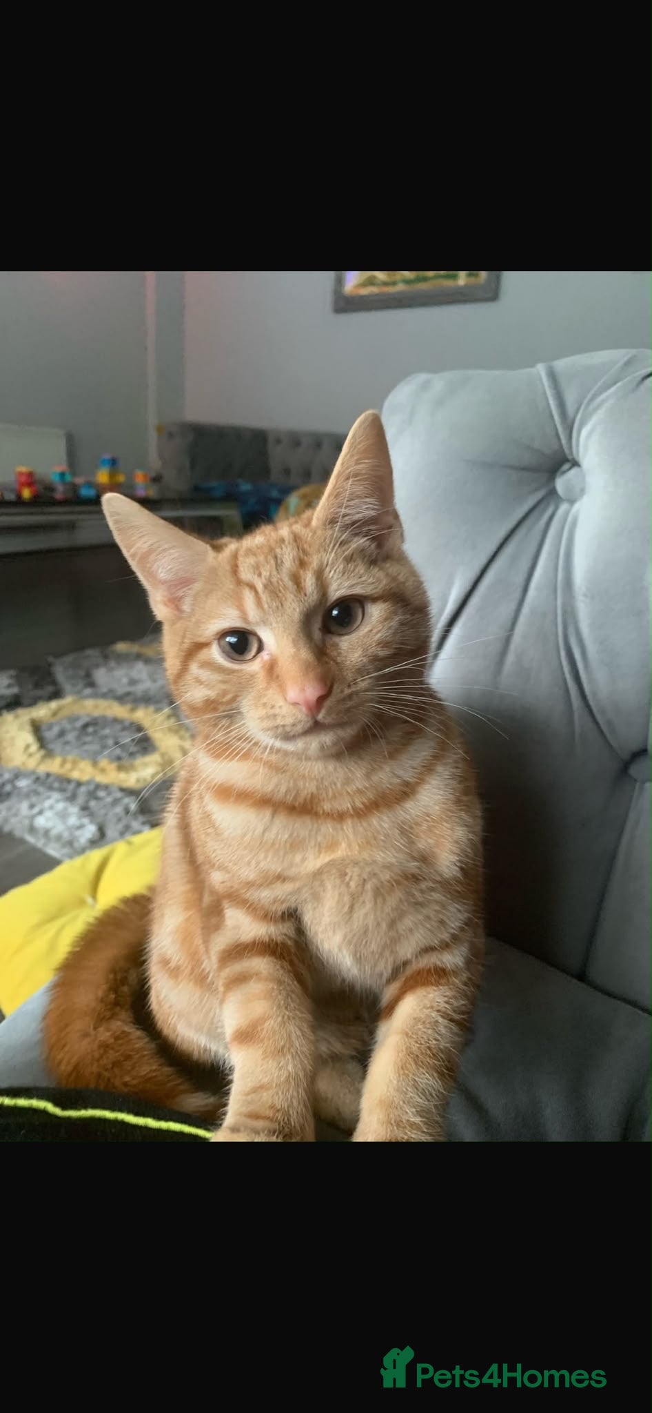 Bengal cats Need to sell my cat urgently  - Advert 18