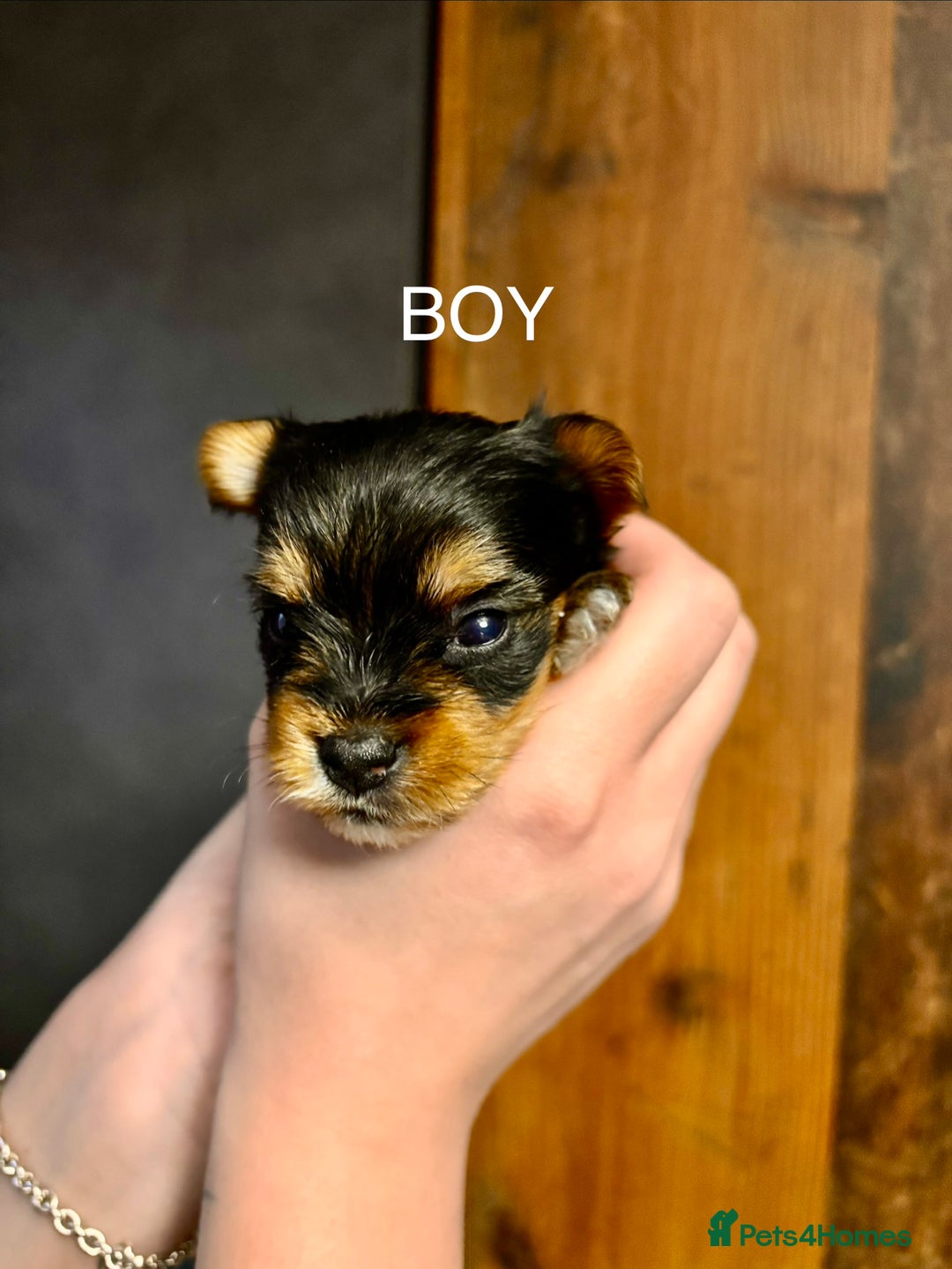 Yorkshire Terrier dogs for sale: Pedigree Miniature Yorkshire Terrier - Advert 5