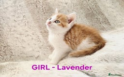 British Shorthair cats for sale: ☆AVAILABLE NOW☆ 5 half/British Shorthair kittens - Image 2