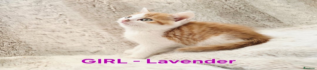 British Shorthair Kitten 2