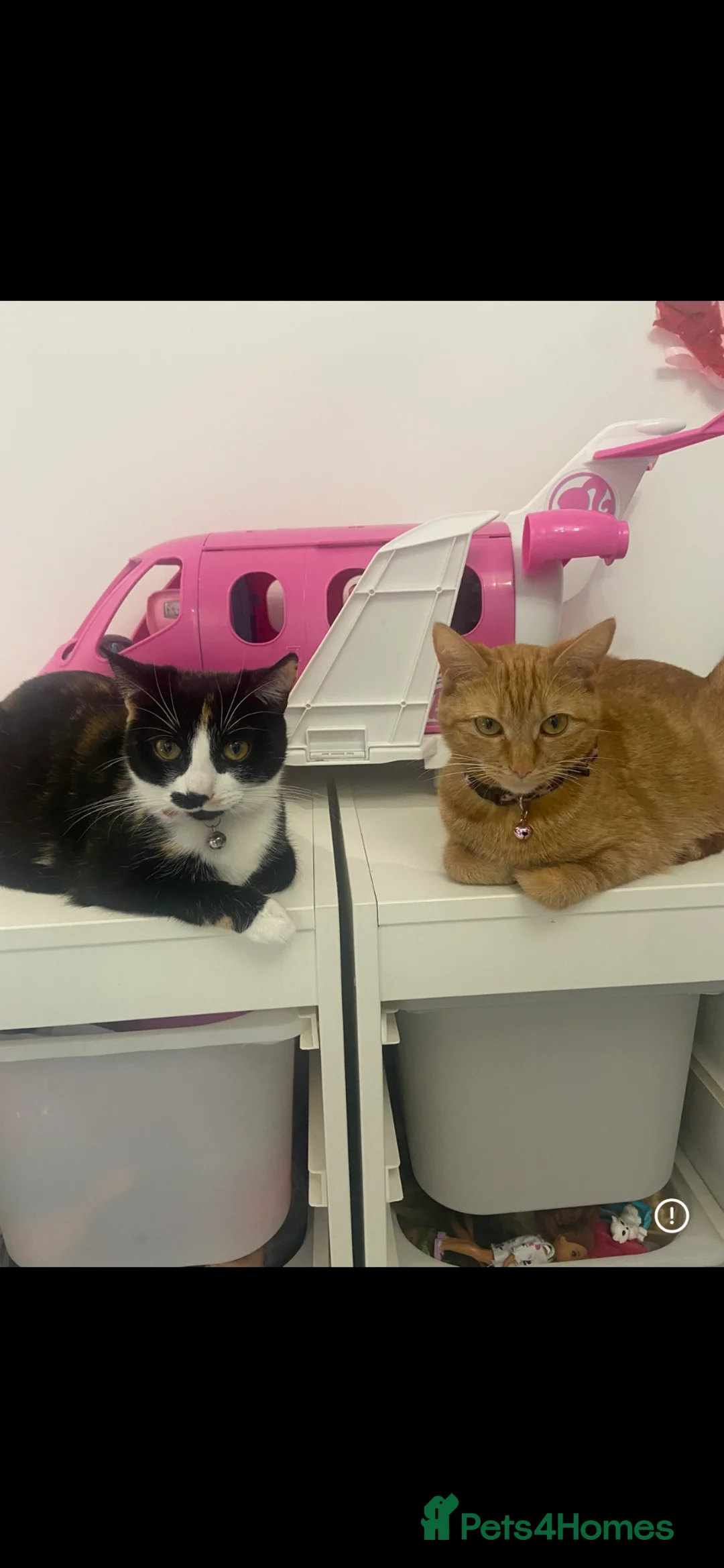 Mixed Breed cats for sale: Black and white female cat rehome  - Advert 6