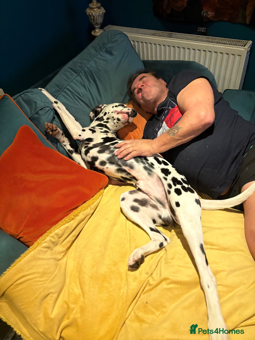 Dalmatian dogs for sale: The most beautiful beautiful Dalmatian puppies  - Advert 20